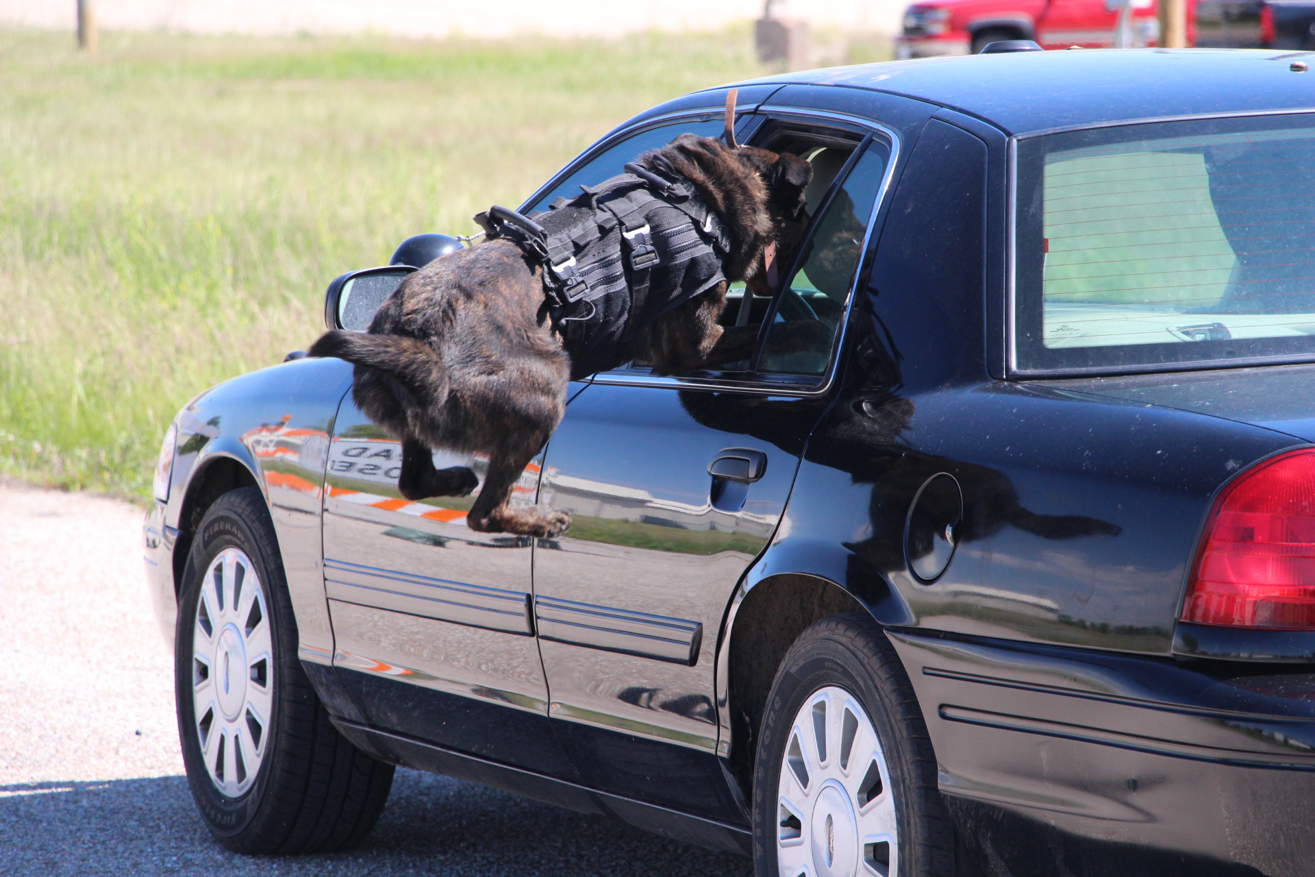 k9 jumping in car