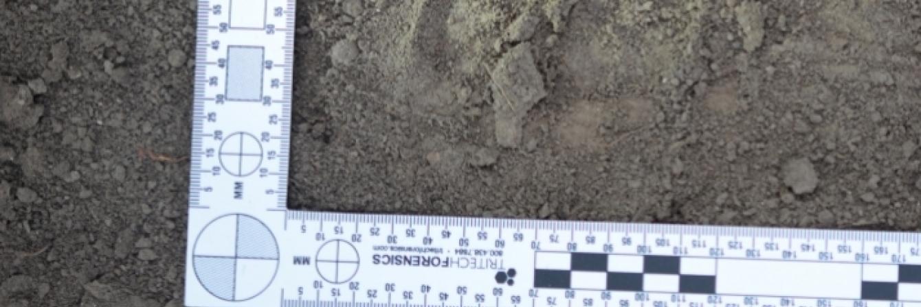 forensic ruler in dirt