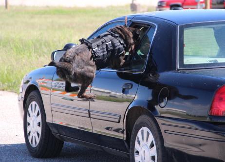 K-9 officer dog jumping into car window