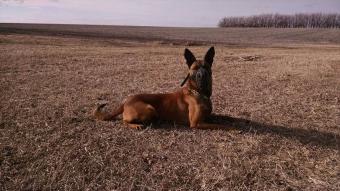 dog with muzzle laying down in field